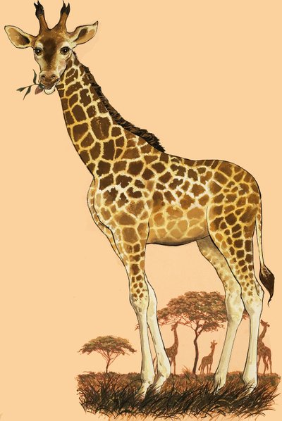 Giraffe von English School